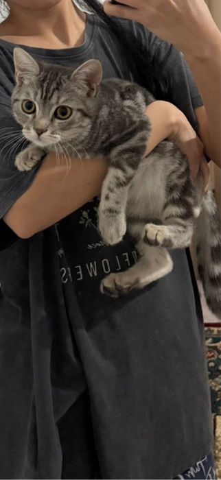 Продам бенгальского кота