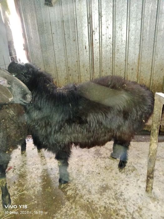 Қойдар сатамын .