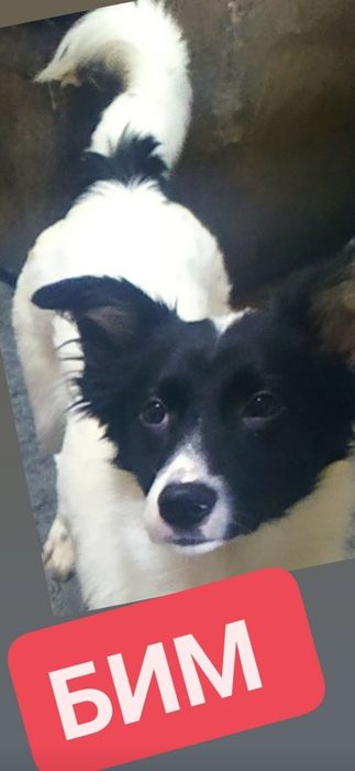 Бесплатно коты, кошки, , собачки подростки..