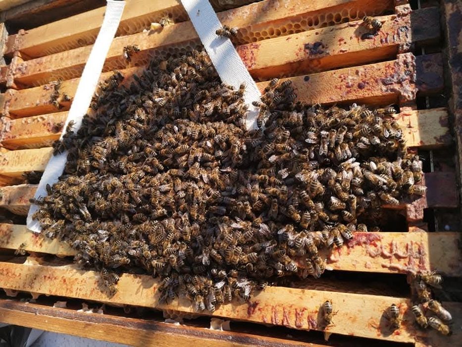 Vând  familii albine.
