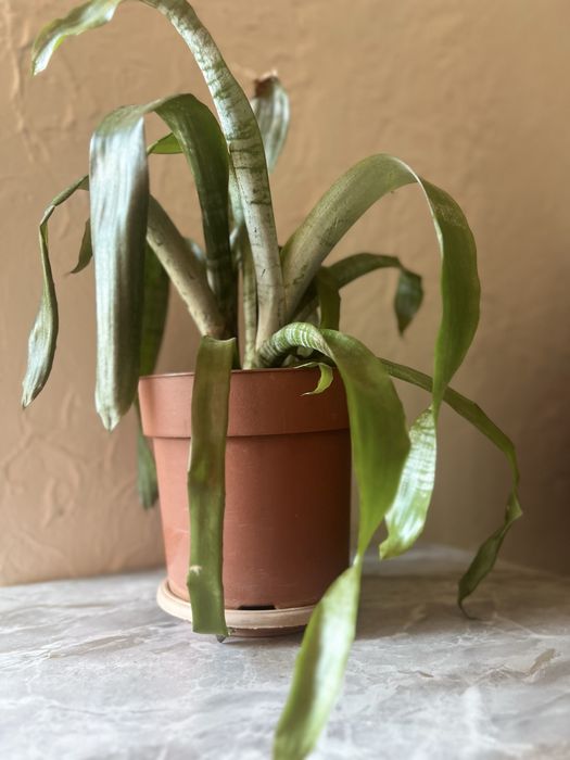 Эхмея комнатная ( гузмания)