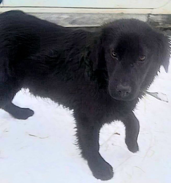 Отдам щенка в хорошие руки