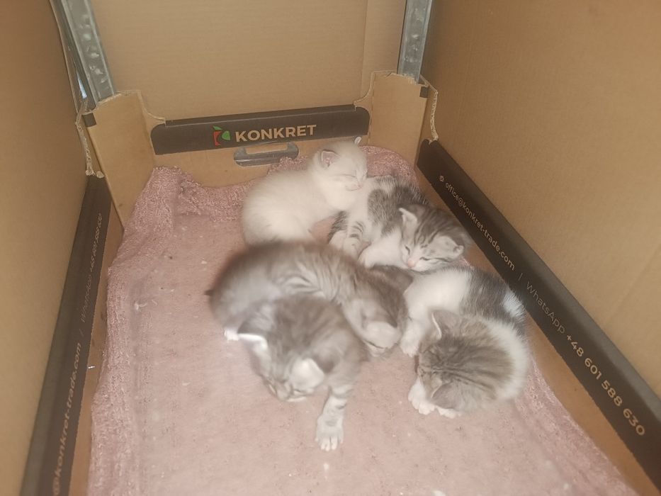 Отдам котят бесплатно