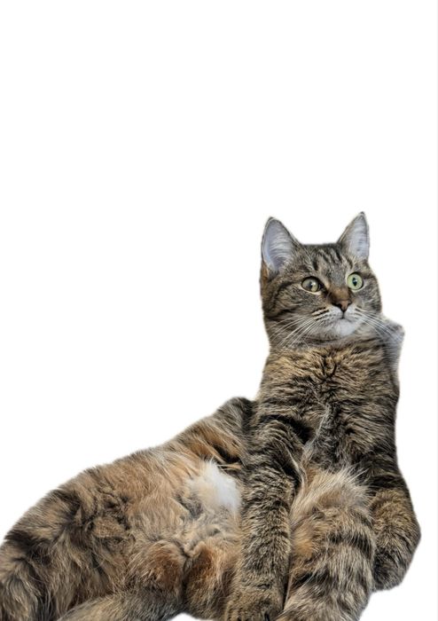 Потерялась кошка