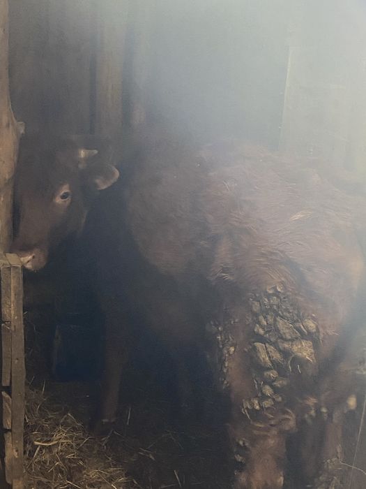 Продам телочек годовалых