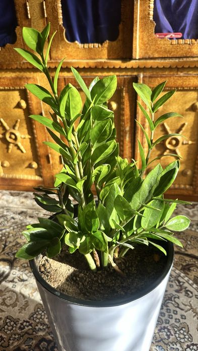 Gullllllllllllllllllllhvfhvdtgcxfhcfghvgv