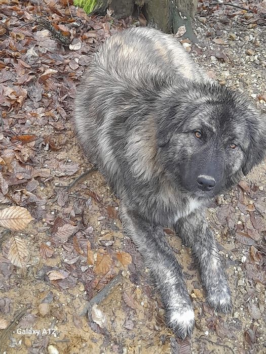 Donez Cățea de oi castrata