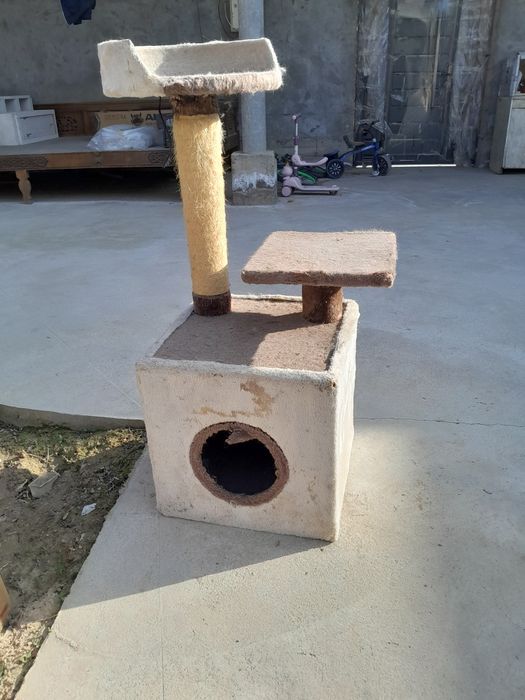 Сотилади мушук огилбола