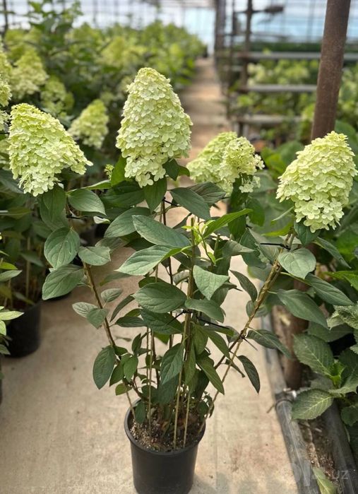 Gartenziya sotiladi