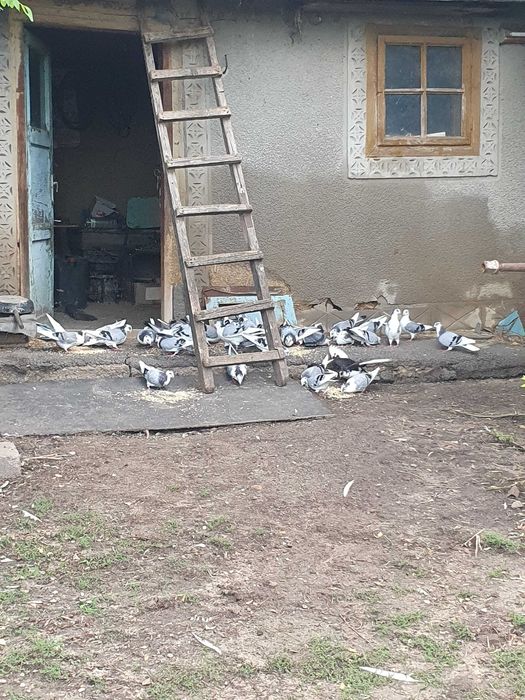 Vând porumbei jucători