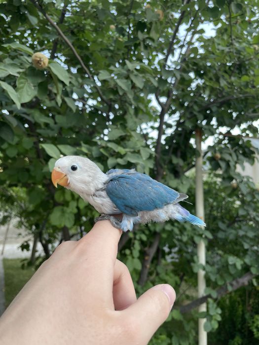 Продаются ручные попугаи неразлучники