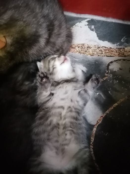 Отдам котят в добрые руки