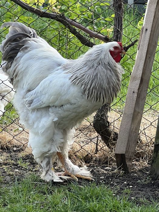 Oua incubat Brahma HD ;HDA