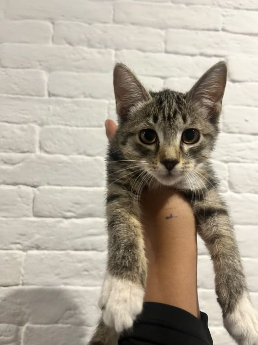 Отдам котенка в хорошие руки