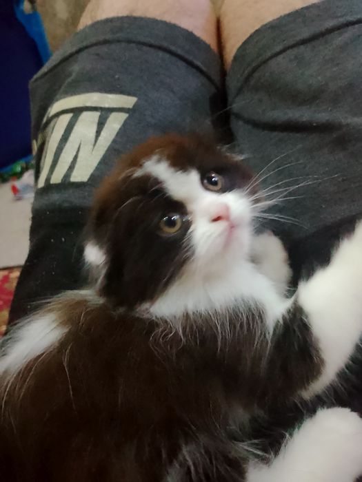 Продам вислоухие котик