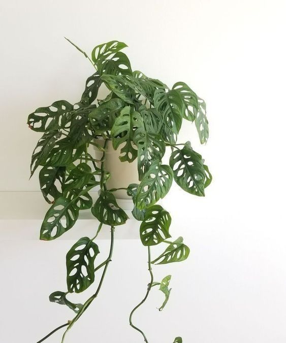 Монстера Манки (вьюн)