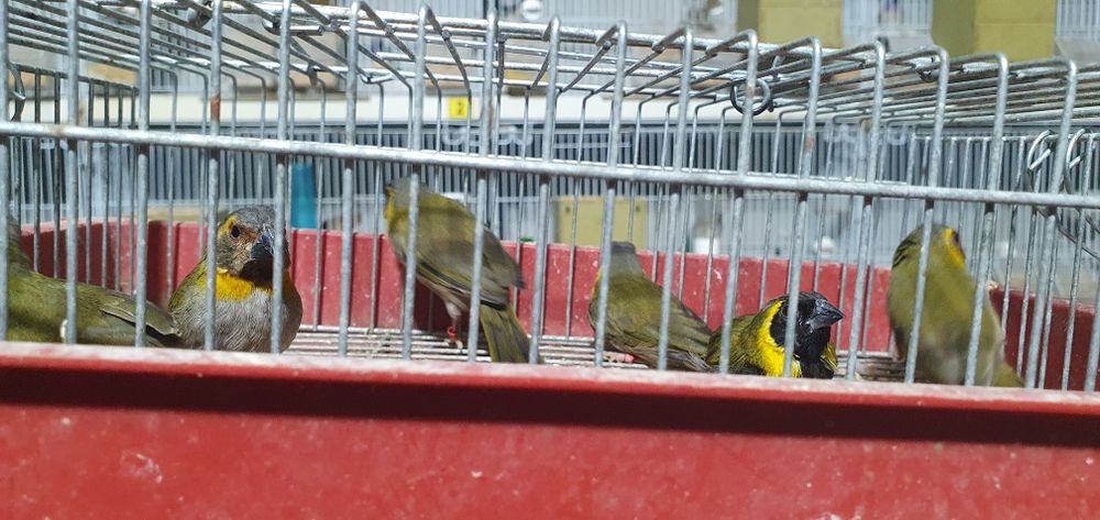 Vând gulzi amandini ,cuba și colivii.