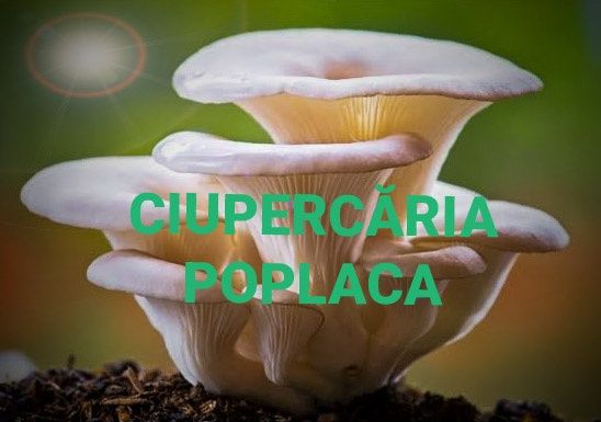 Ciuperci Pleurotus