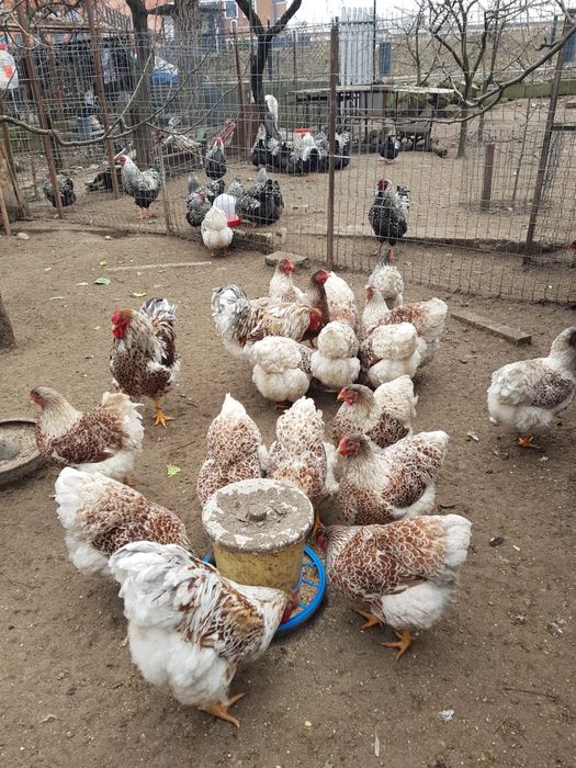 Vand oua de gaina wyandotte alb cu rosu