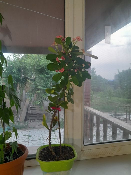 Продам комнатные цветы,