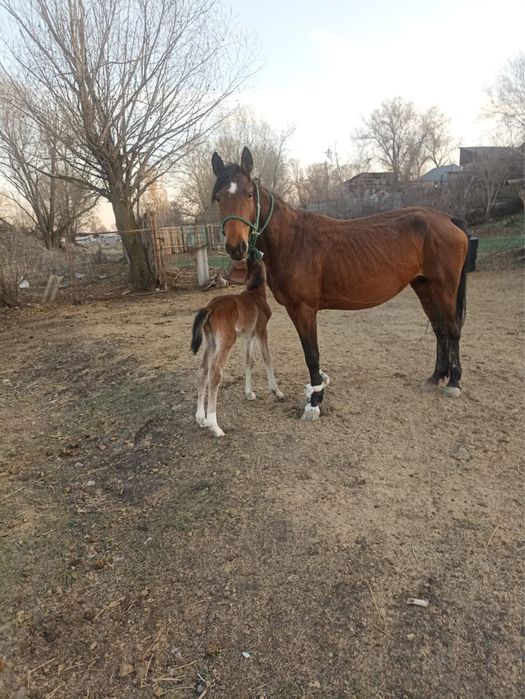 Бие мен ургашы кулынымен
