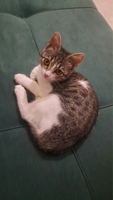 Кошка девочка 5,6айлык