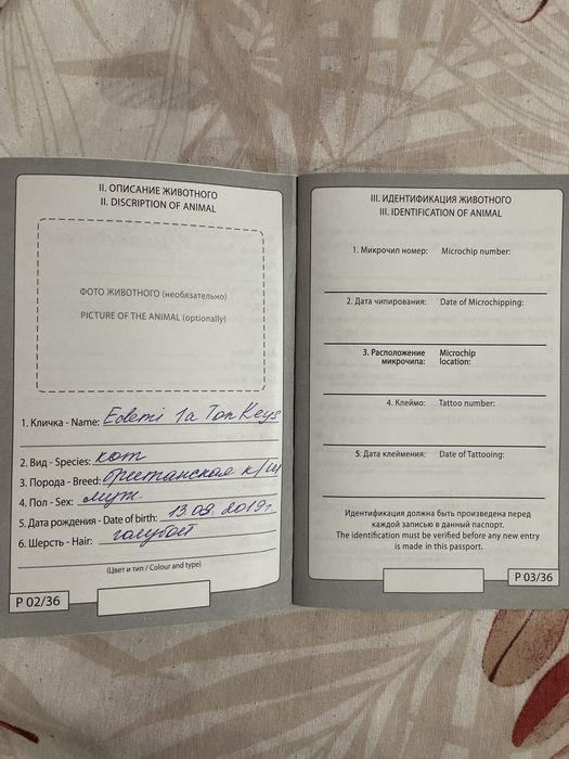 Продам британского кота