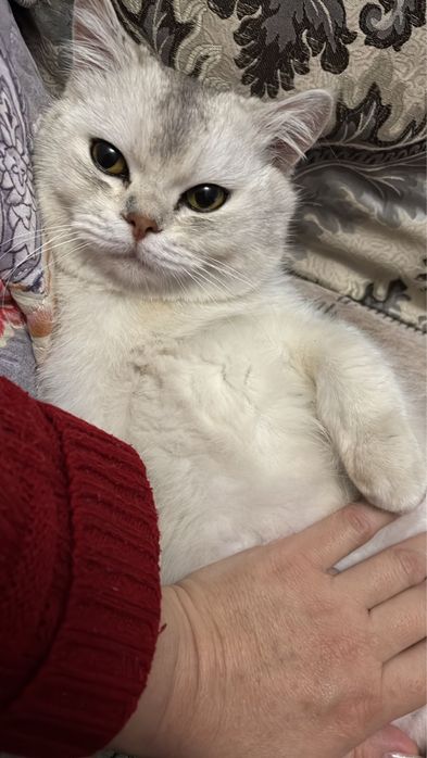 Красивый мальчик британец в добрые руки