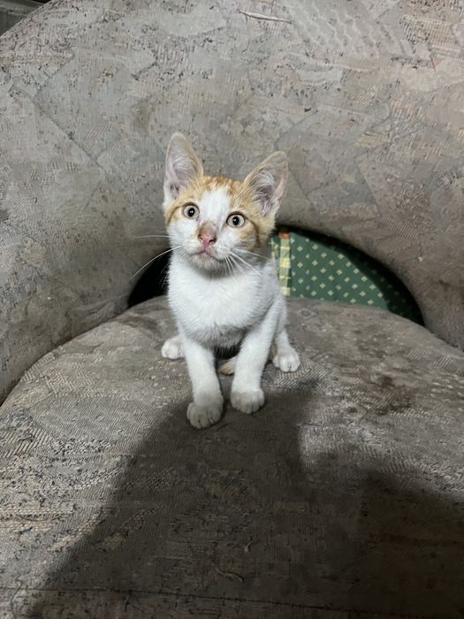Pisici spre adoptie