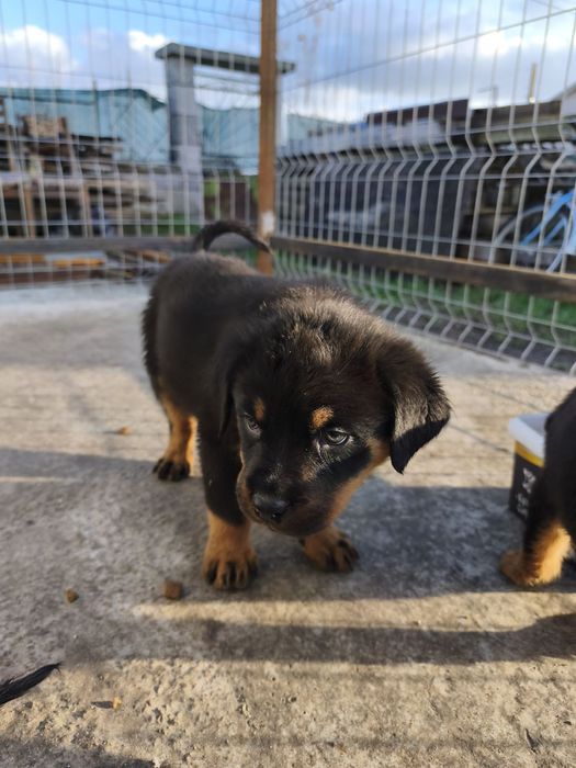 Ротвайлер - бебета