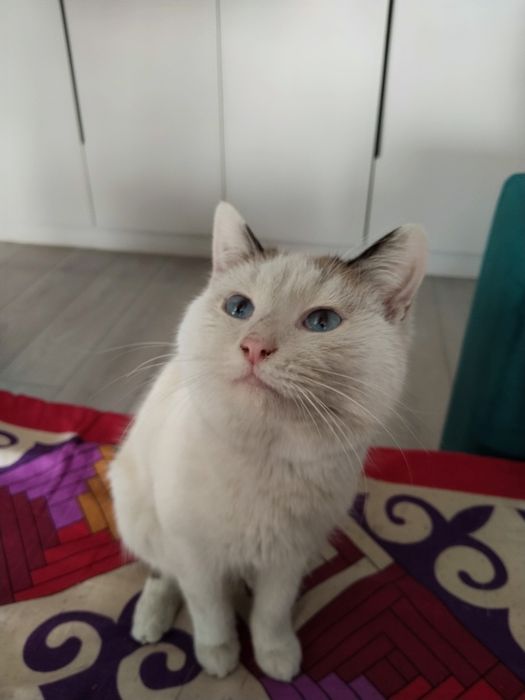 Отдам котика в добрые руки