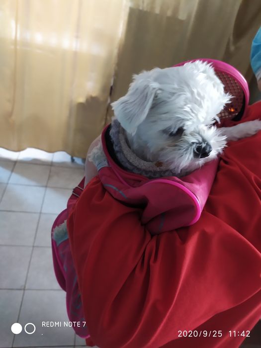 Ветеринар  выезд на дом 24/7