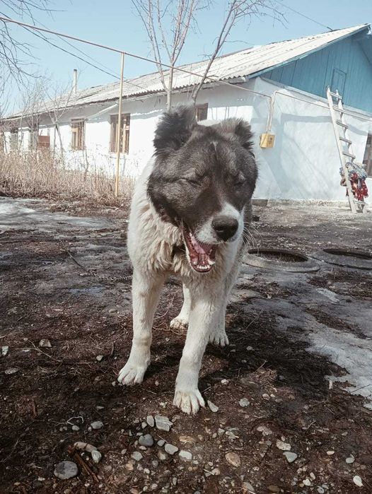 Собака //мальчик//еркек кавказ