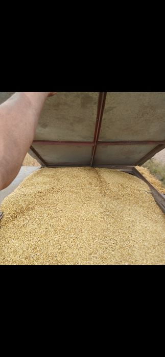 Vând baloti de paie,coceni, fân ,lucernă