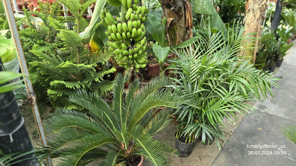 Hona gullari Комнатные цветы гул растения Офис ва уй гуллари