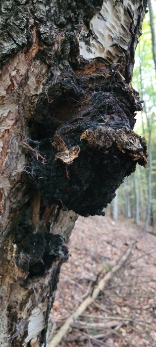 CHAGA - Ciuperca medicinala - PROASPATA