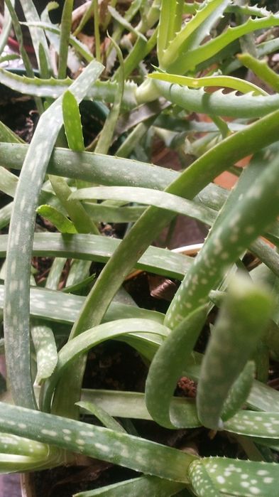 Комнатные растения Алоэ "Столетник"