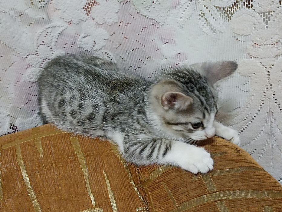 Отдам котёнка, мальчик.