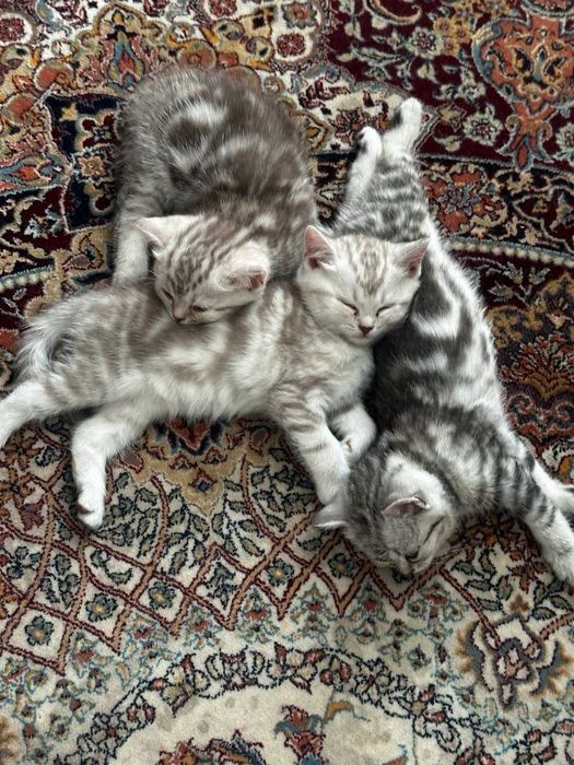 Продам   шотландские котята