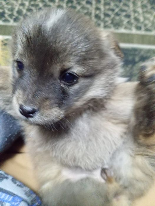 Щеночки мама балонка