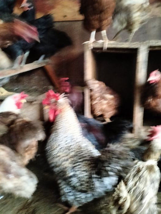 Срочно продам молодых петушков