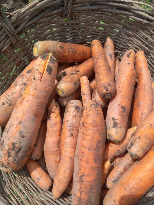 Morcov, varza ,ceapa,usturoi,cartofi