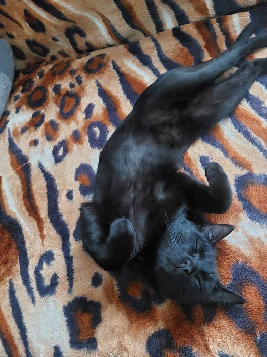 Отдам черно шоколадного кота