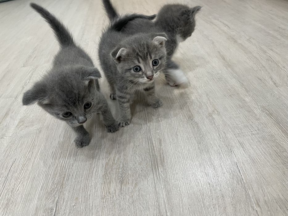 В продаже котенок