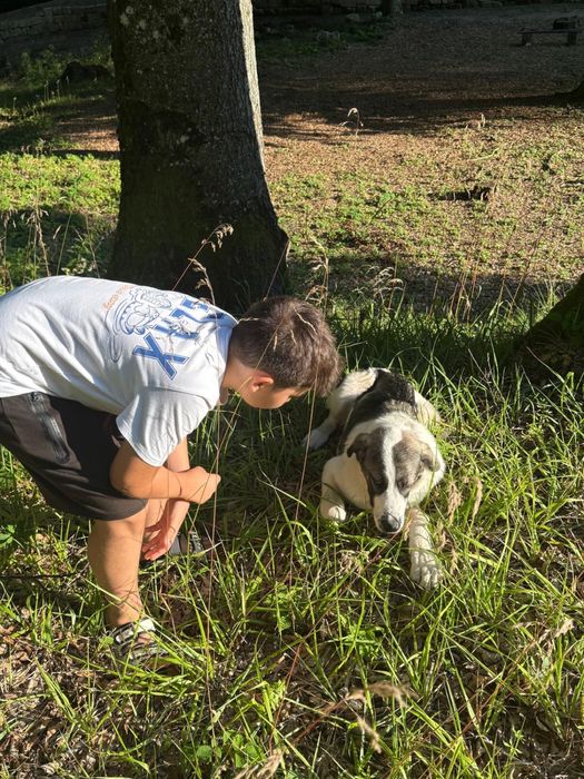 Petsitter/ingrijitor de animale de companie