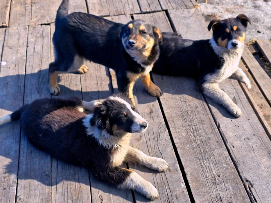 Собака щенок девочка 4 месяца