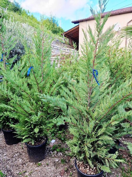 Leylandii Cupresussocyparis