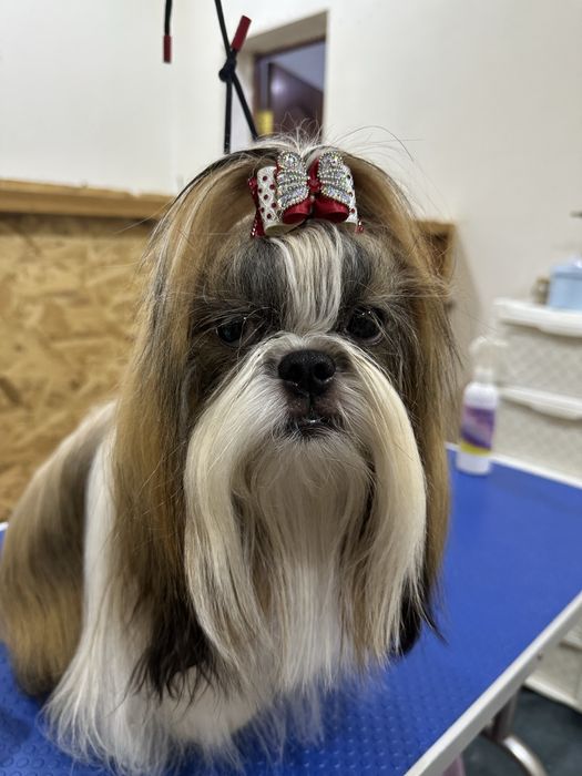 Шикарные щеночки ши-тцу