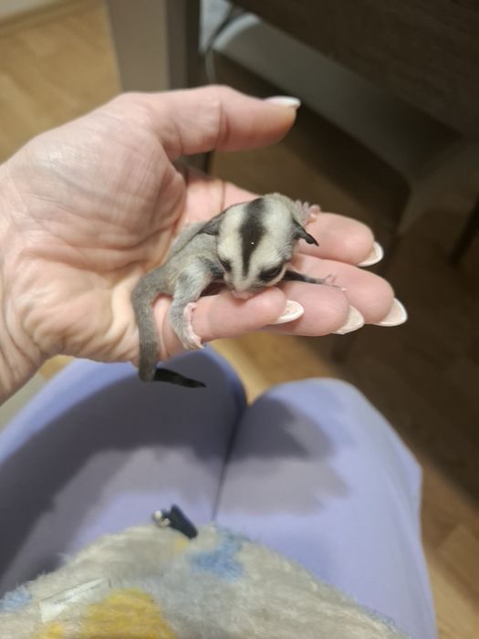 Летящи захарни катерички момче и момиче