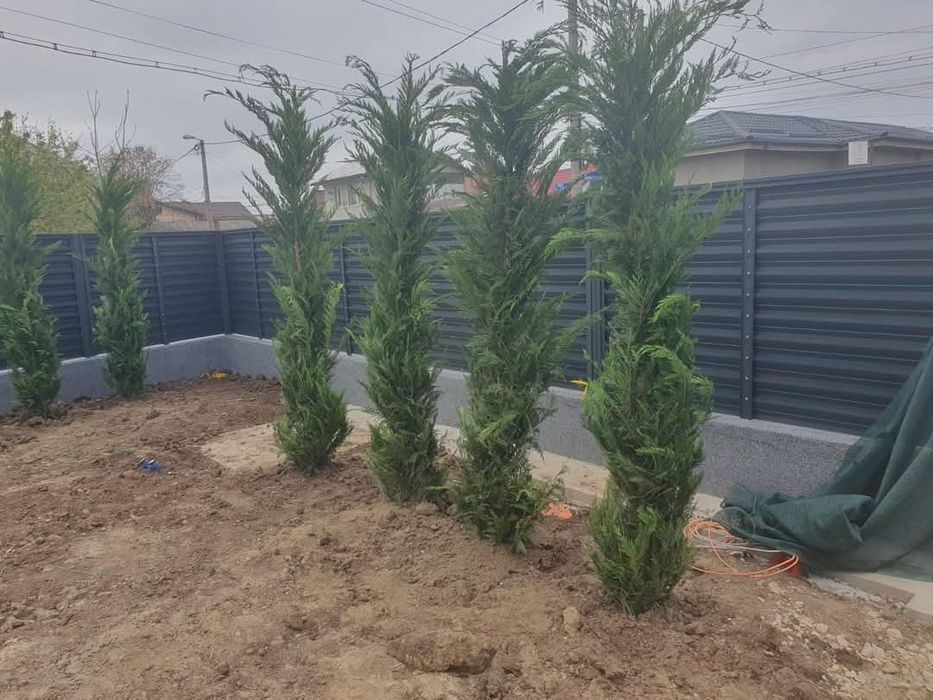 Leylandy cupressocyparis (tuia leylandii)